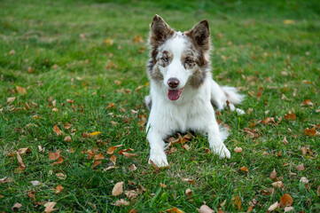 Portrait of beauty border collie. Young dog in the park, playing dog on the grass in the autumn, beautiful nature colors