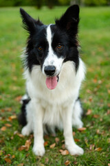 Portrait of beauty border collie. Young dog in the park, playing dog on the grass in the autumn, beautiful nature colors