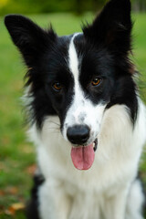 Portrait of beauty border collie. Young dog in the park, playing dog on the grass in the autumn, beautiful nature colors