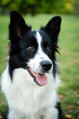 Portrait of beauty border collie. Young dog in the park, playing dog on the grass in the autumn, beautiful nature colors