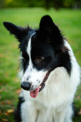 Portrait of beauty border collie. Young dog in the park, playing dog on the grass in the autumn, beautiful nature colors