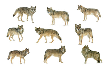 collage gray wolf  isolated on white background