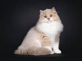 Rare male tortie British Longhair cat kitten, sitting up side ways. Looking towards camera. Isolated on a black background.