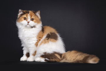 Fototapeta premium Cute tortie British Longhair cat kitten, sitting up side ways. Looking towards camera. Isolated on a black background.