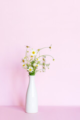 White vase with a branch of chamomile flowers on the table. In the background is a soft pink background. Minimalistic concept with place for text.