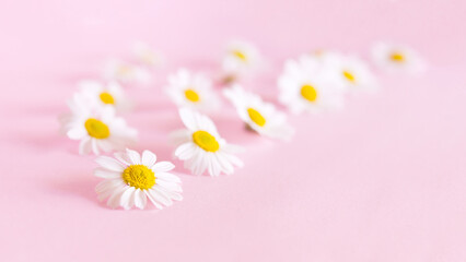 Delicate natural floral background in light pink pastel colors. White daisy flowers on a pink background. Springtime composition with copyspace.