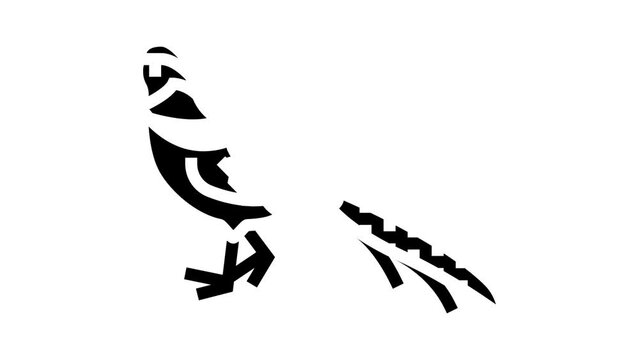 golden pheasant bird exotic glyph icon animation