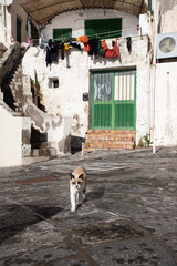 beautiful italian island procida famous for its colorful marina, tiny narrow streets and many beaches