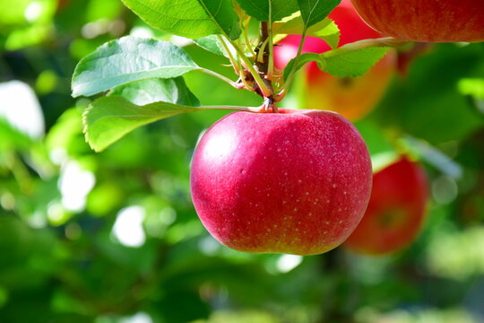 Reife rote Äpfel auf Apfelbäumen, Apfelplantagen in Südtirol, goldener Herbst