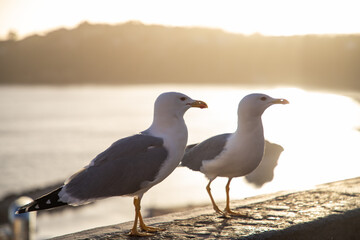 seagulls against colorful town