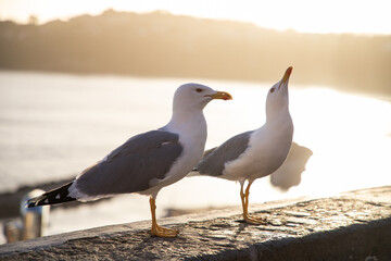 Fototapeta na wymiar seagulls against colorful town
