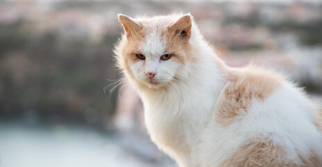 beautiful italian island procida famous for its colorful marina, tiny narrow streets and many beaches
