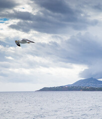 Fototapeta premium seagull flying over the sea