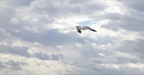 seagull flying over the sea