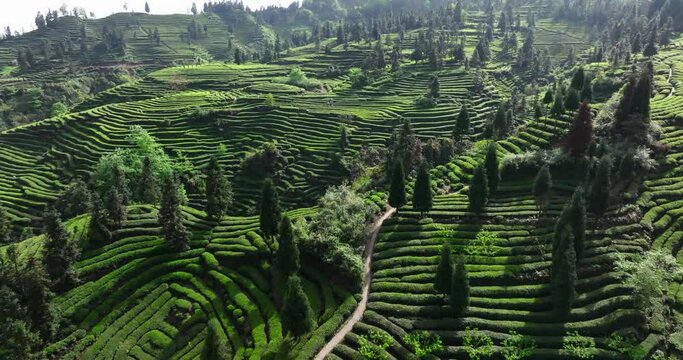Beautiful green tea field in spring mountain at Sichuan China aerial nature landscape 4k clip