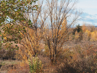 Fototapeta premium Fall