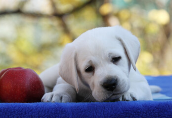 a yellow labrador retriever in autumn close up