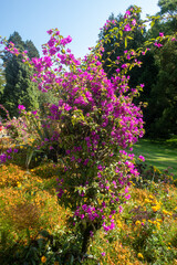 Bougainvilea