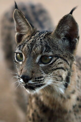The Iberian lynx (Lynx pardinus), portrait of a young cat after sunset.
