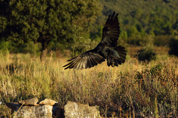 The common raven (Corvus corax), also known as the northern raven, arrives at the feeding ground. Big black bird in flight.