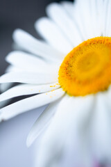 daisy flower closeup