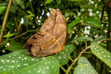 Brauner Schmetterling mit geschlossenen Flügeln und zwei Augen auf dem Flügel