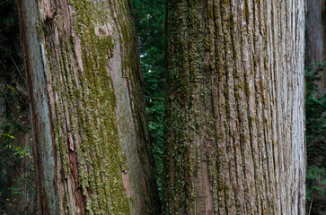Trunks of Japanese cedar Cryptomeria japonica. Nikko. Tochigi Prefecture. Japan.