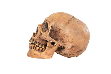 side Skull on white background