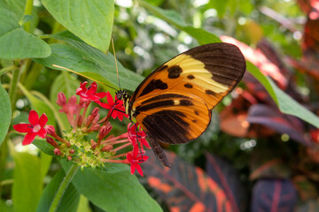 Orange-schwarzer-Schmetterling mit geschlossenen Flügeln