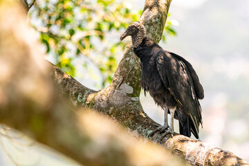 condor sits on a tree branch on a rock