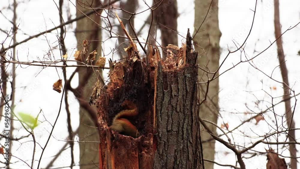 Poster static shot of a red squirrel exploring the inside of a rotten tree trunk during snowfall
