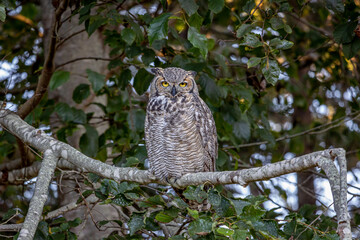 The great horned owl sitting on a branch, also known as the tiger owl, or the hoot owl, is a large owl native to the Americas