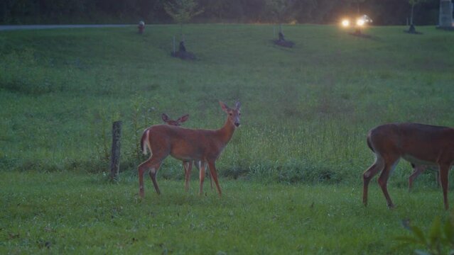 Cautious white tail deers grazing with fawns and playing by roadside