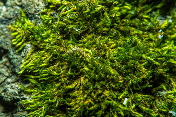 Close-up of tree bark with green moss.