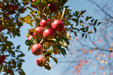 Apple tree with many ripe red juicy apples in orchard. Harvest time in countryside. Apple fresh healthy fruits ready to pick on fall season
