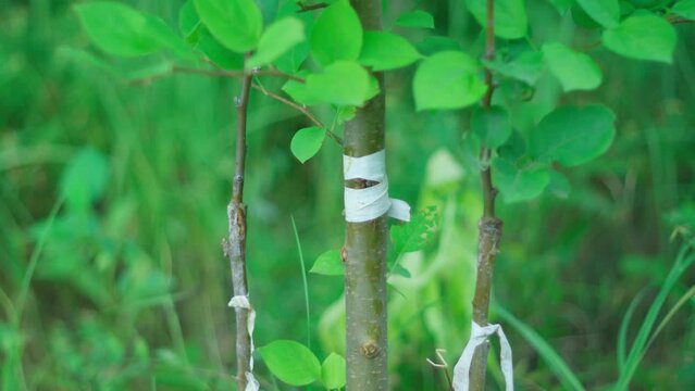 Grafting is a vegetative method of plant reproduction by combining parts of several plants. It is used in gardening.
