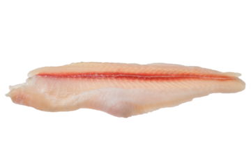 Fresh raw fillet of pangasius