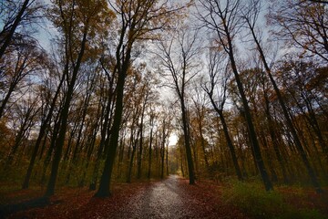 Herbstwald