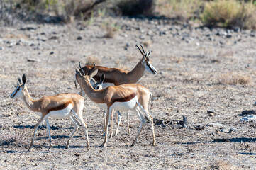 Closeup of a herd of Impalas - Aepyceros melampus- grazing on the plains of Etosha National Park, Namibia.