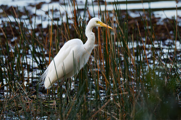 Whte Egret in wetlands, Queensland 