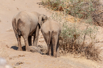 Fototapeta premium Closeup of two African Desert Elephant - Loxodonta Africana- wandering in the desert in North Western Namibia.