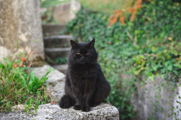 Naklejka na ściany i meble Beautiful long hair black cat sitting in garden and looking at camera.
