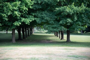 Beautiful shot of an alley between green trees on a field
