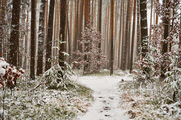leśna ścieżka ,zima 