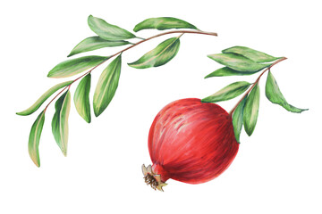 Watercolor pomegranate on a branch. Hand drawn realistic tasty garnet red fruit isolated on white background. For designer