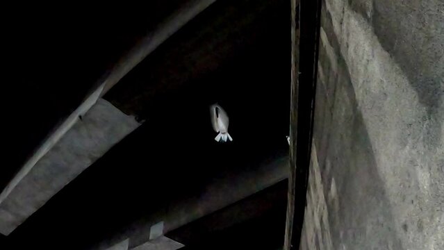un pigeon immacul&eacute; fait un petit vol au ralenti