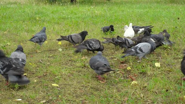 A flock of pigeons on the grass in a city park