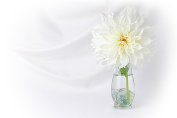 Elegant white dahlia flower arranged in a clear vase isolated on a white swooped background. Still life floral arrangement with copy space. Floral greeting card