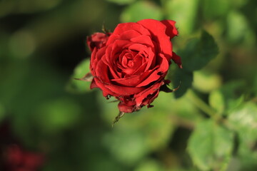 red rose and raindrops, elegant shape and shining drops