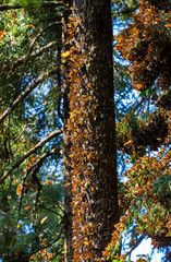 Colony of Monarch butterflies (Danaus plexippus) on a pine trunk in a park El Rosario, Reserve of the Biosfera Monarca. Angangueo, State of Michoacan, Mexico